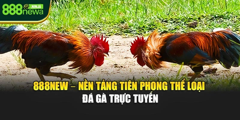 888NEW – nền tảng tiên phong thể loại đá gà trực tuyến