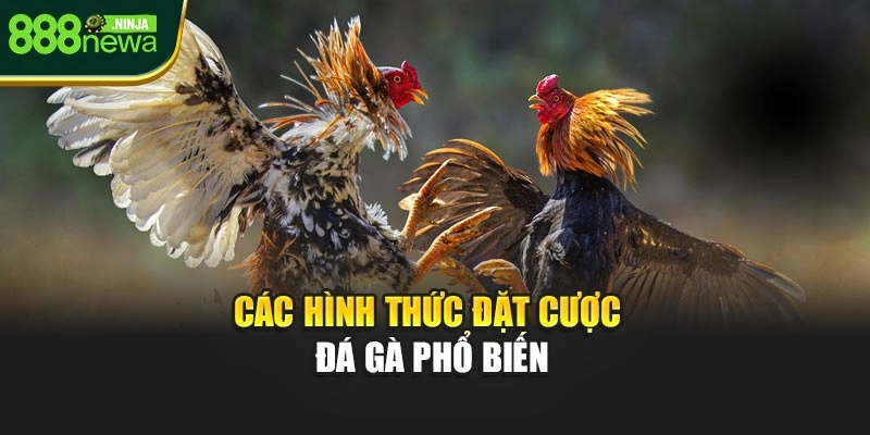 Các hình thức đặt cược đá gà phổ biến