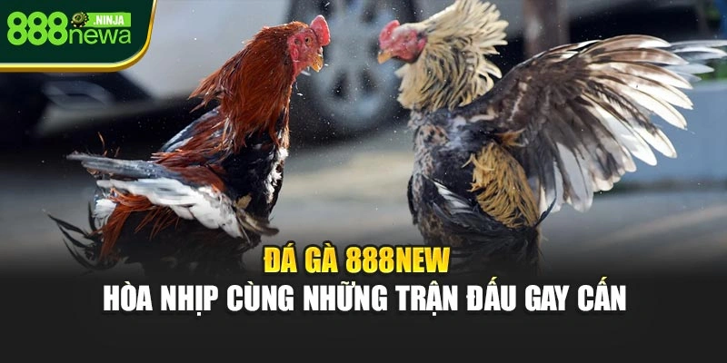 Đá Gà 888NEW – Hòa Nhịp Cùng Những Trận Đấu Gay Cấn